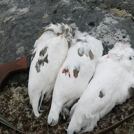 Fjellivet * Lakselv